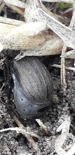 Galeruca pomonae - barna olajosbogár
