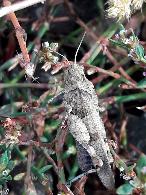 Oedipoda caerulescens - kékszárnyú sáska
