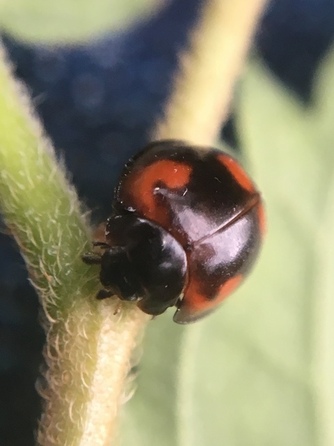 Exochomus quadripustulatus - négyfoltos szerecsenkata