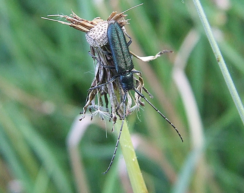 Agapanthia violacea - kék somkórócincér