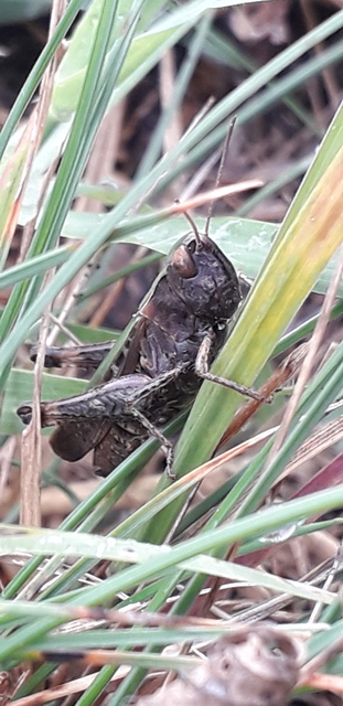 Omocestus rufipes - vöröshasú tarlósáska