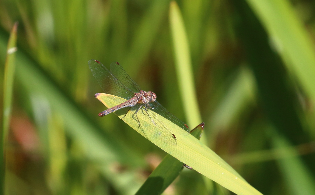 Sympetrum striolatum - harántsávos katona-szitakötő