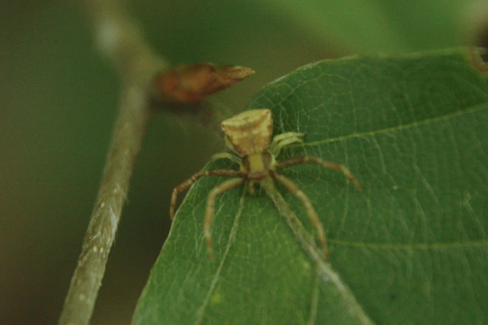 Pistius truncatus - csonka karolópók