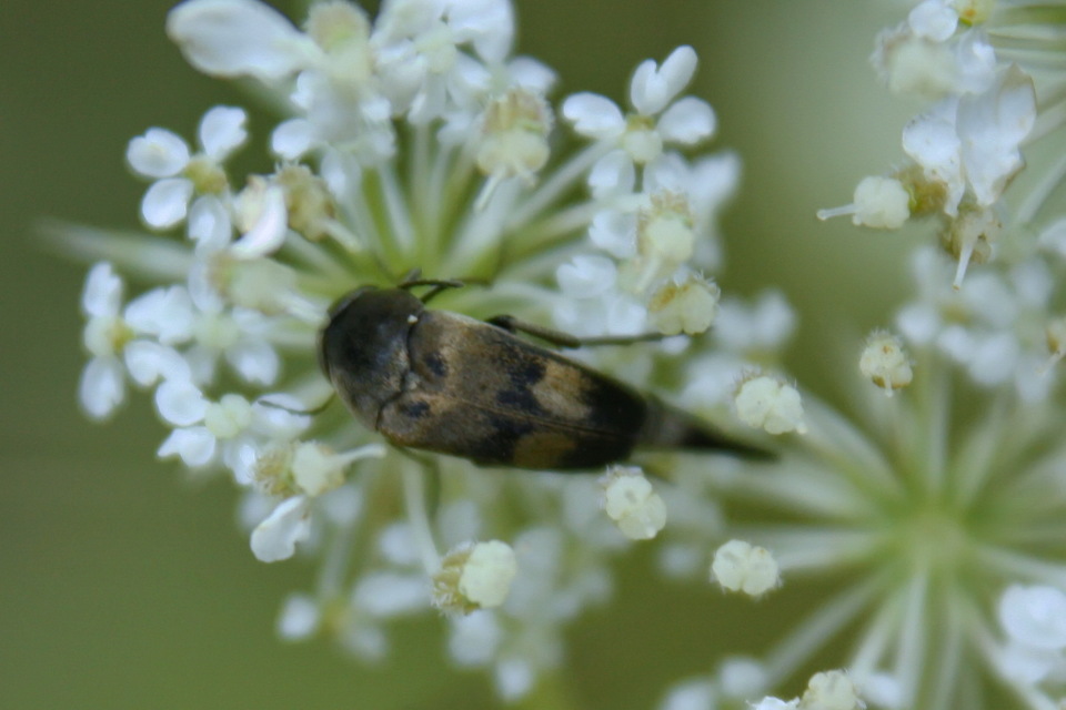 Variimorda villosa - szalagos maróka
