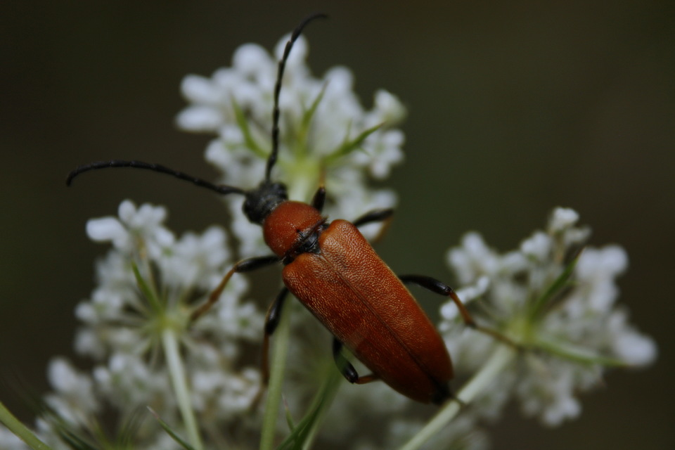 Stictoleptura rubra - vörös virágcincér