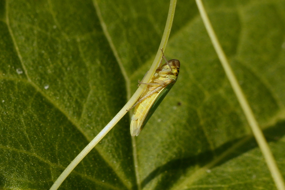 Cicadella viridis - méregzöld kabóca