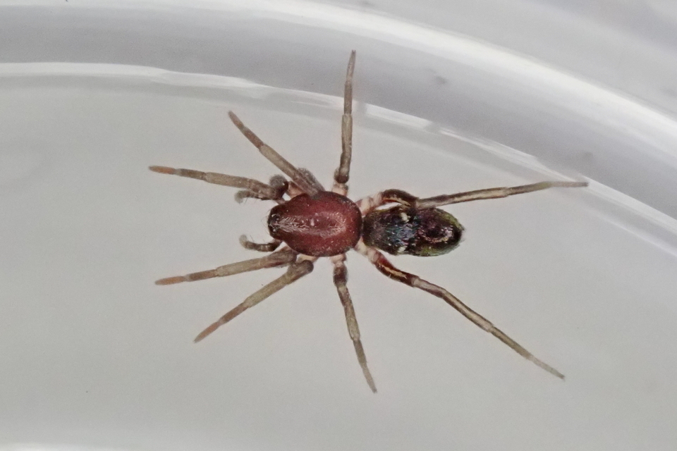 Micaria subopaca