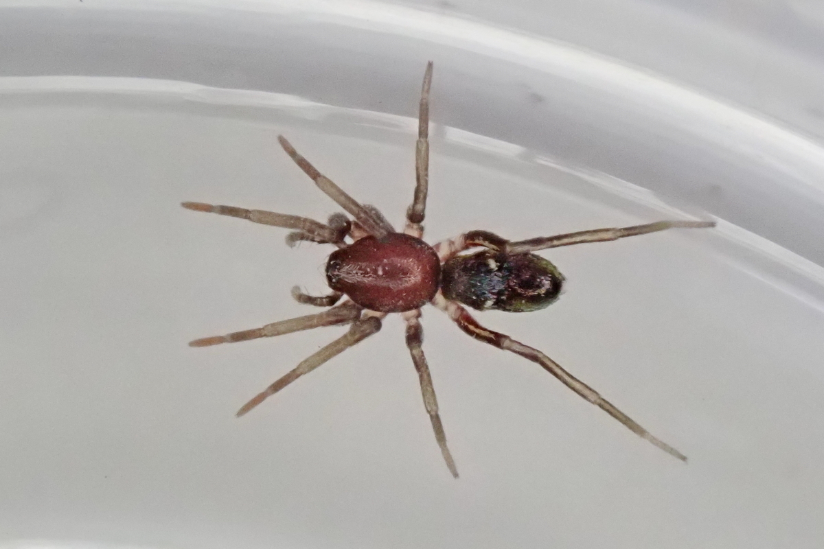 Micaria subopaca