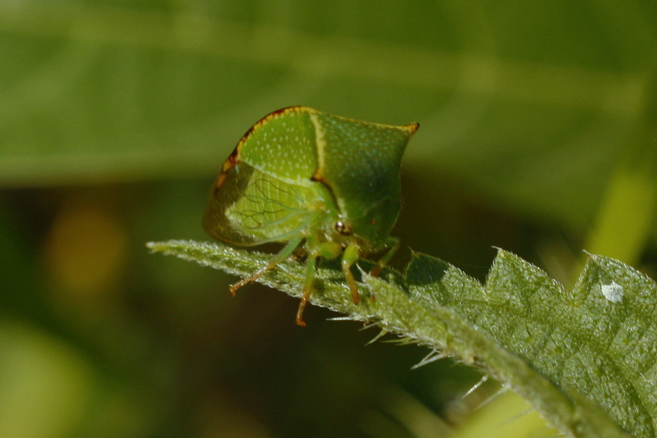 Stictocephala bisonia - bivalykabóca
