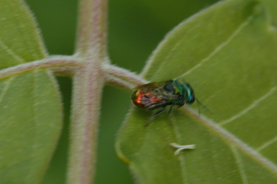 Hedychridium