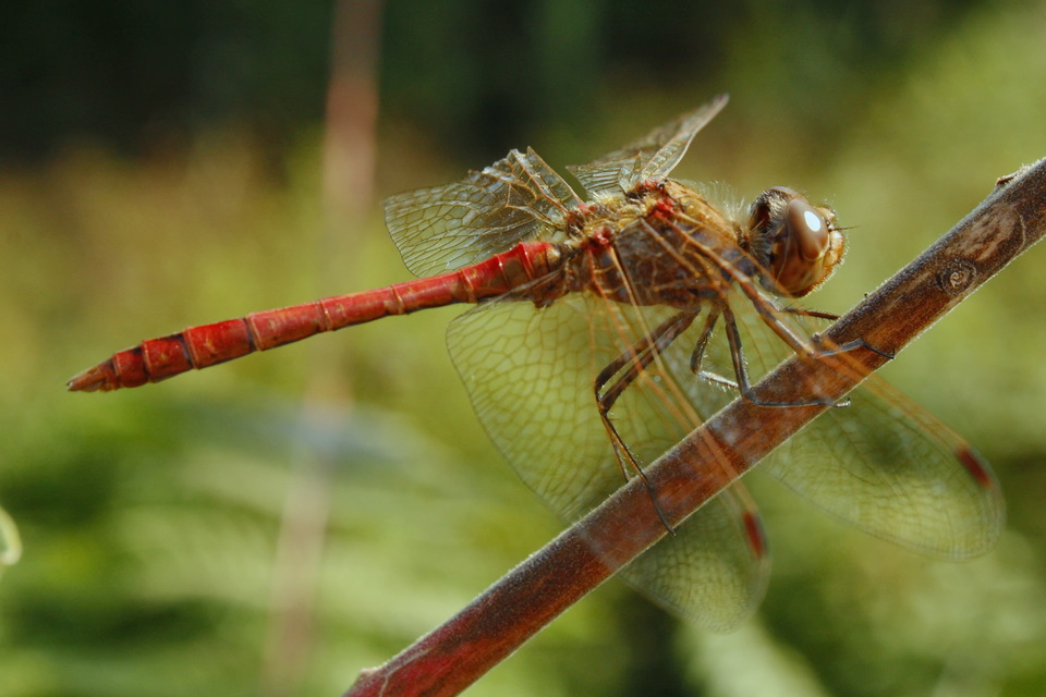 Sympetrum vulgatum - barkós katona-szitakötő