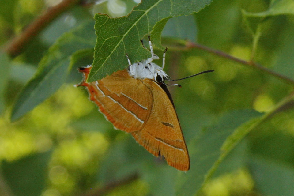Thecla betulae - nyírfalepke