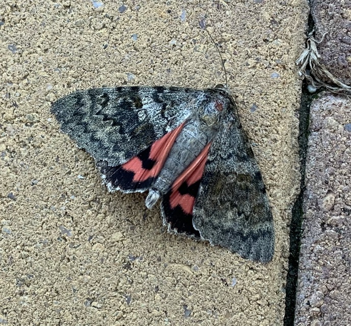 Catocala elocata - közönséges övesbagoly