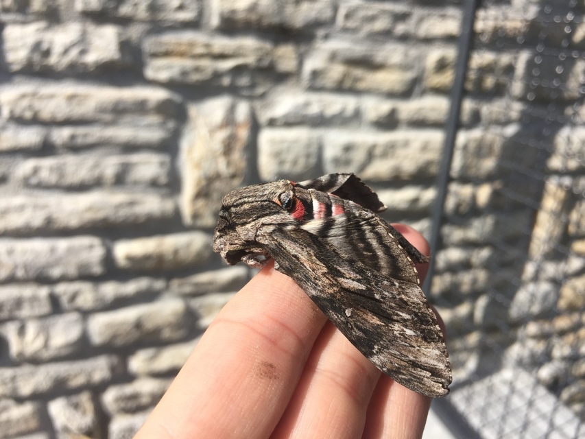 Agrius convolvuli - szulákszender