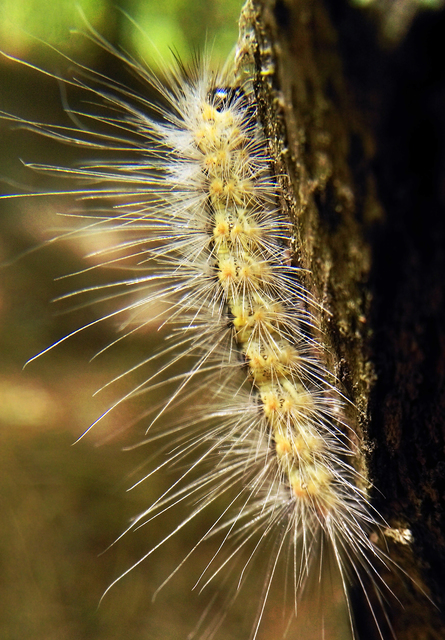 Hyphantria cunea - amerikai fehér medvelepke