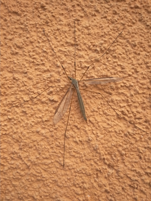 Tipula