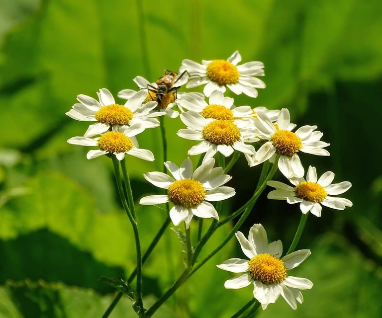 Pachyta quadrimaculata - bajnócacincér