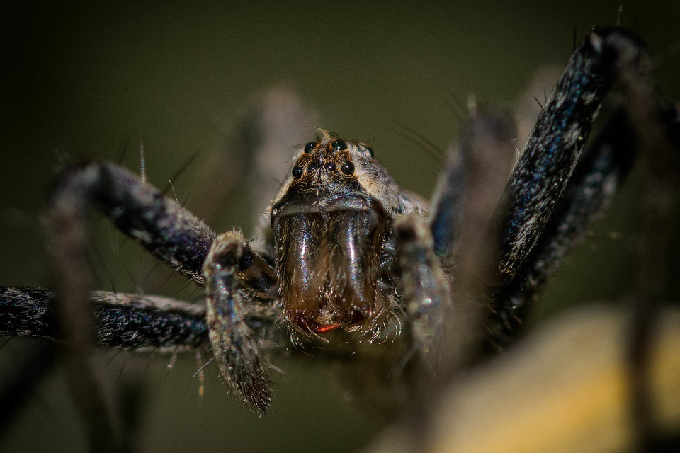 Pisaura mirabilis - csodáspók