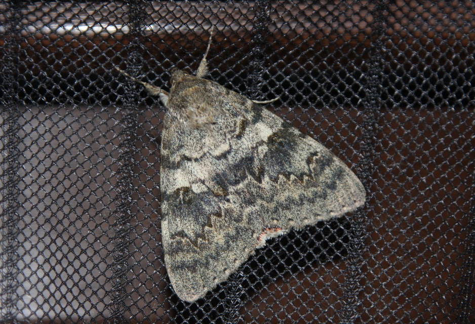 Catocala elocata - közönséges övesbagoly