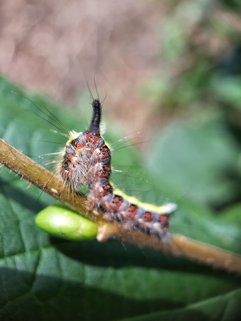 Acronicta psi - pszi-betűs szigonyosbagoly