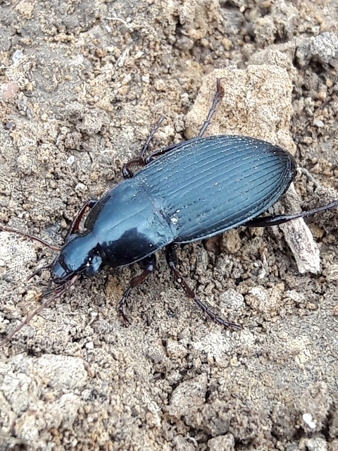 Calathus fuscipes - sokpontos tarfutó