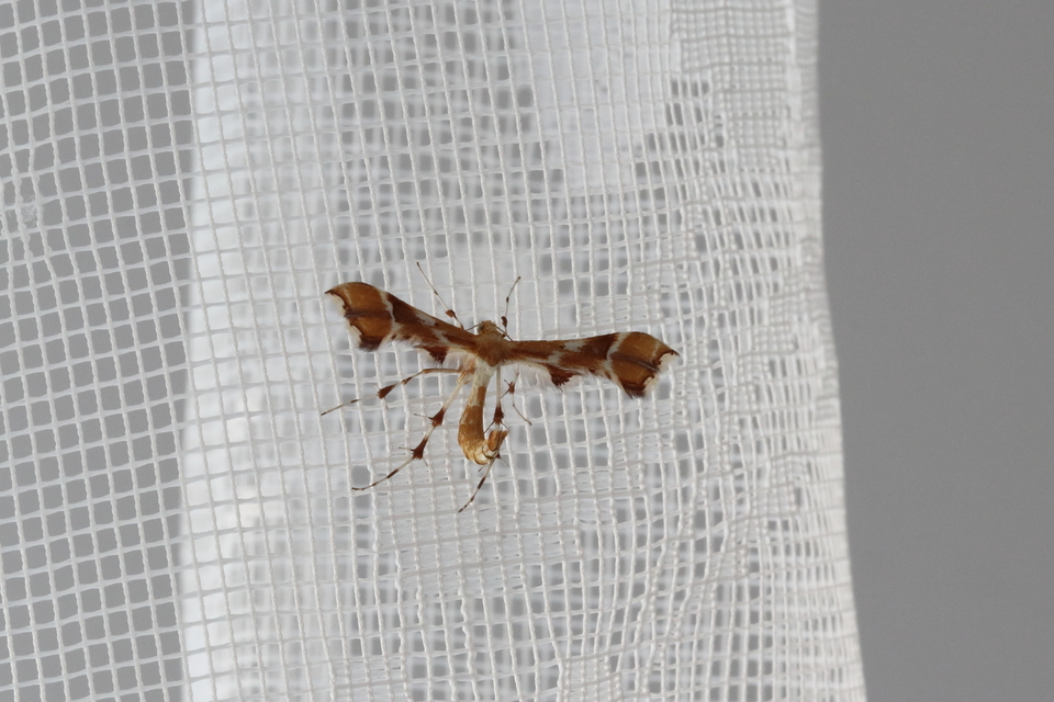 Cnaemidophorus rhododactyla - rózsabogyó-tollasmoly