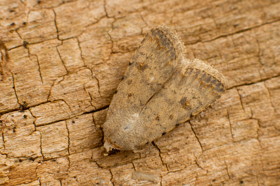 Paradrina clavipalpis - közönséges selymesbagoly