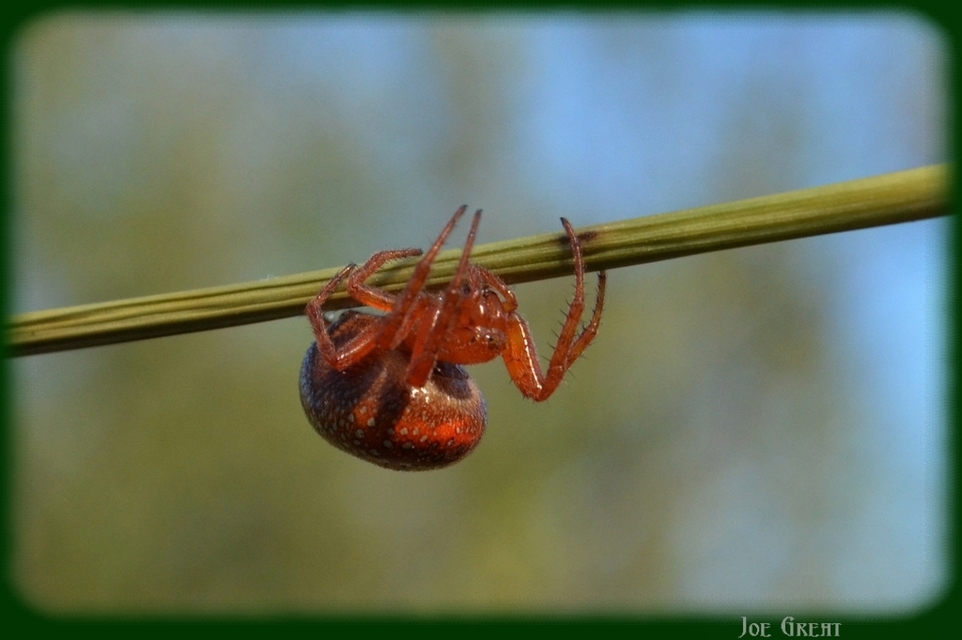 Araneus alsine - hűsölő keresztespók