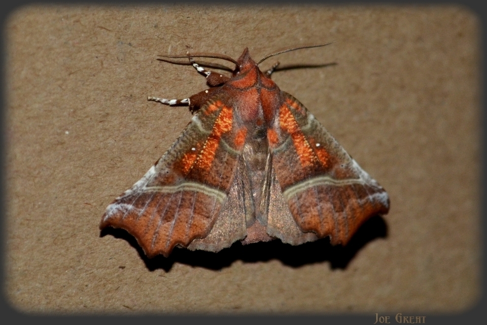 Scoliopteryx libatrix - vörös csipkésbagoly