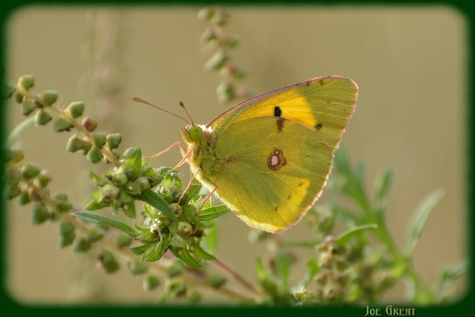 Colias croceus - sáfránylepke