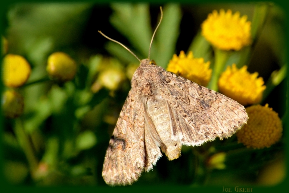 Hadula trifolii - lóherebagoly