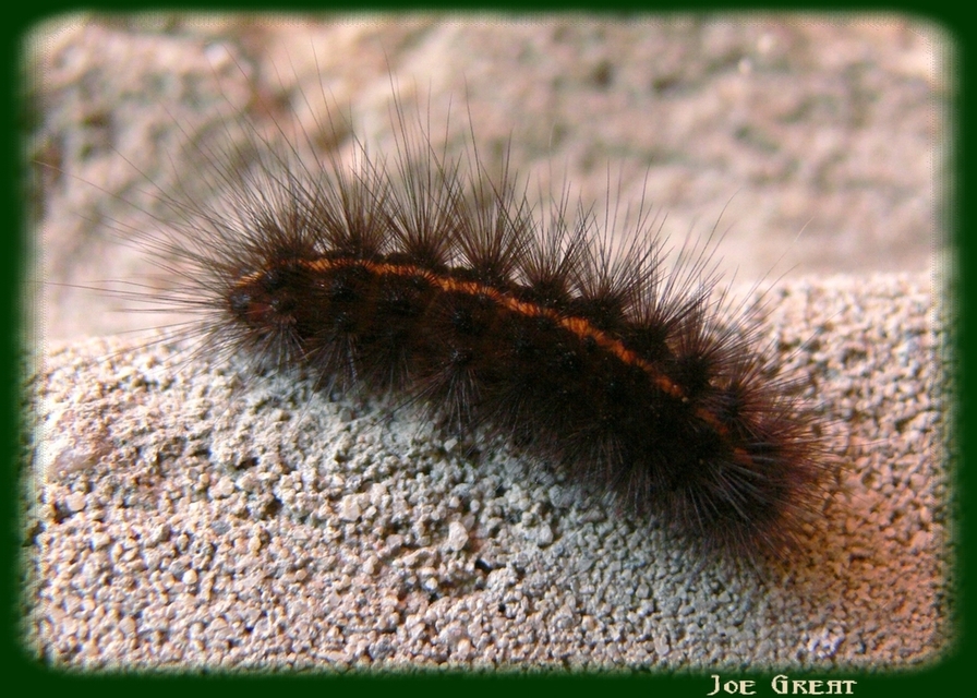 Spilosoma
