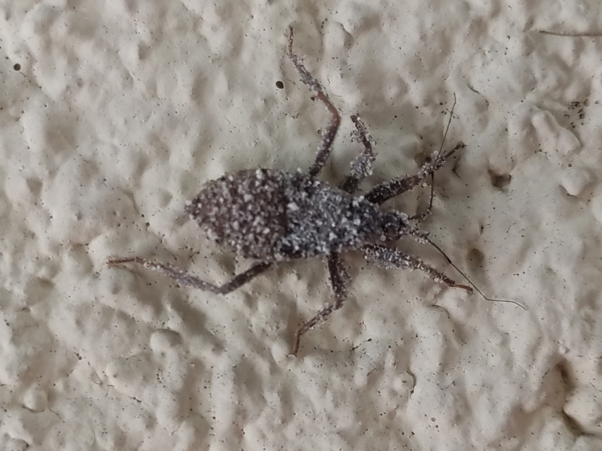 Reduvius personatus - szemetes zugpoloska