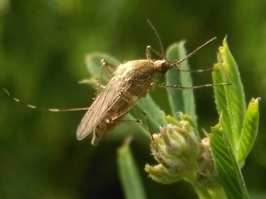 Culicidae - csípőszúnyogok