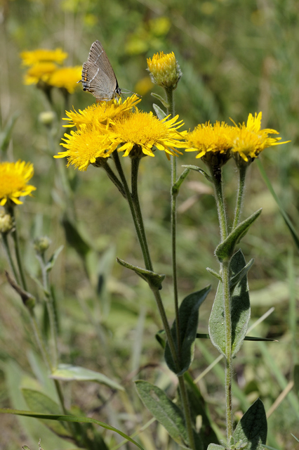 Satyrium spini - kökény-csücsköslepke