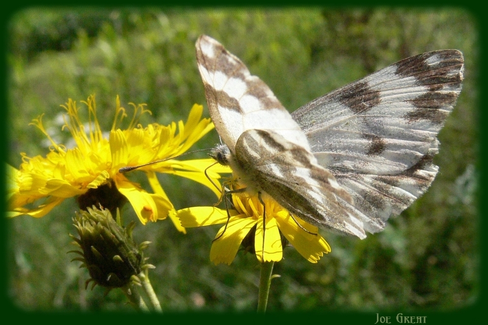Pontia edusa - rezedalepke