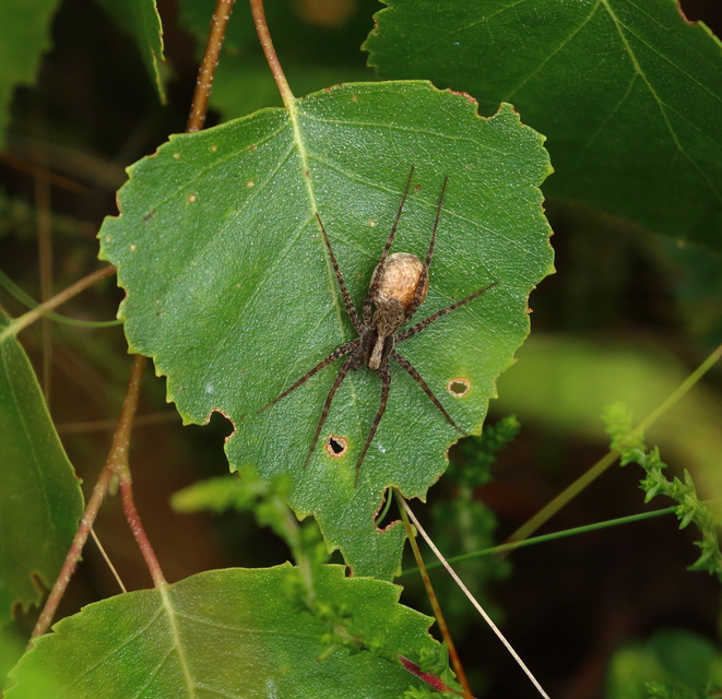 Pardosa alacris/lugubris