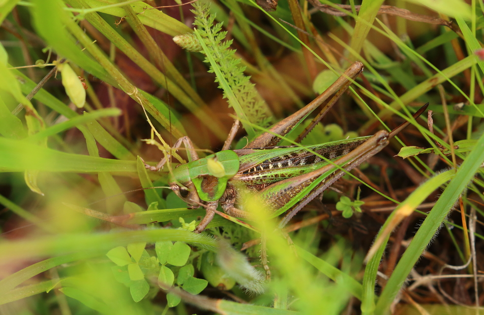 Decticus verrucivorus - szemölcsevő szöcske