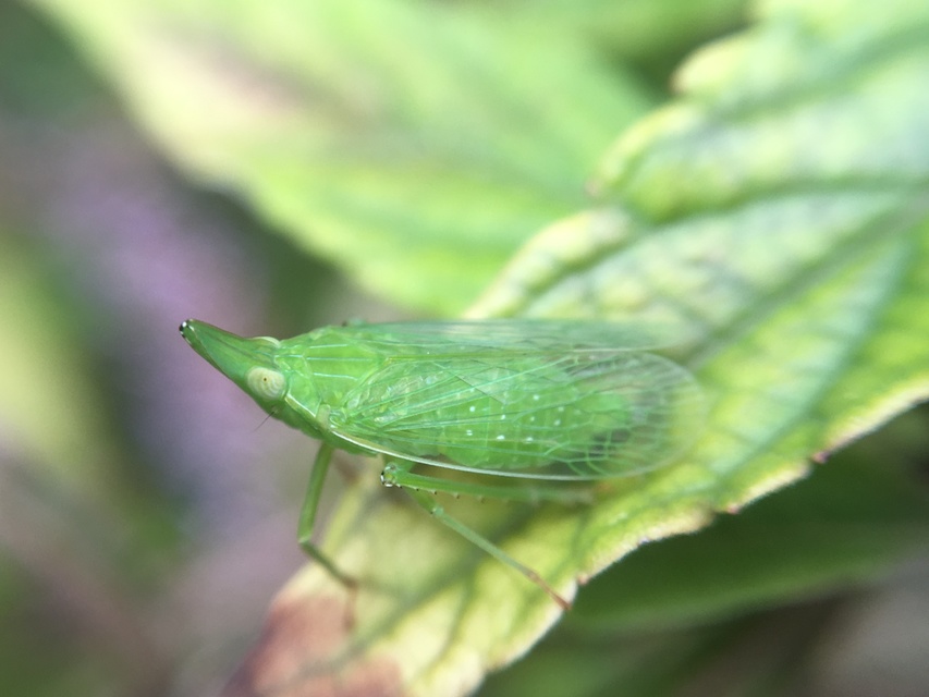 Dictyophara europaea
