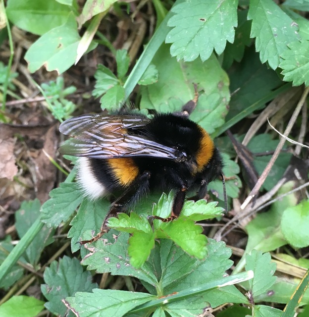 Bombus terrestris/lucorum
