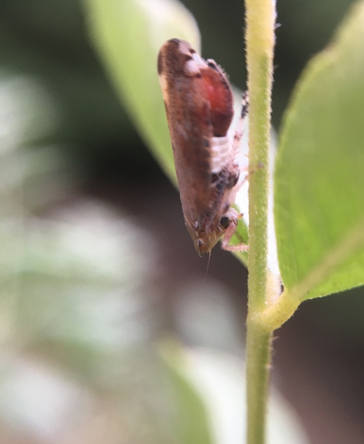 Fieberiella florii