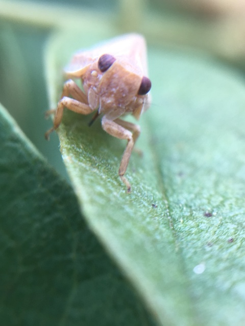 Agalmatium flavescens