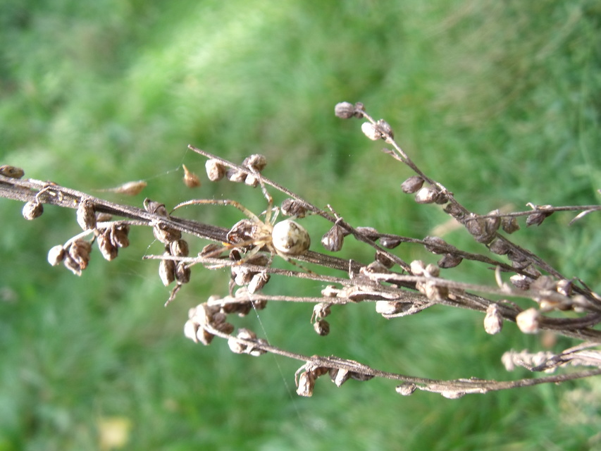 Metellina segmentata/mengei