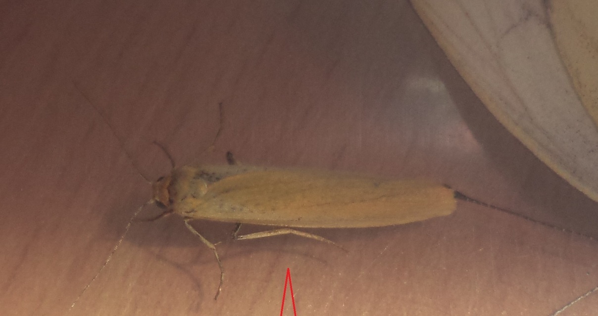 Eilema lutarella - narancsszínű zuzmószövő
