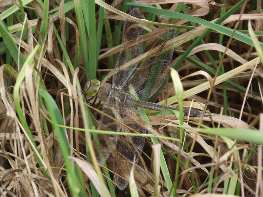 Anax parthenope - barna óriásacsa
