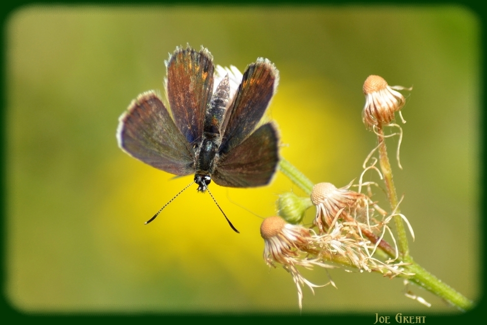 Plebejus argus - ezüstös boglárka