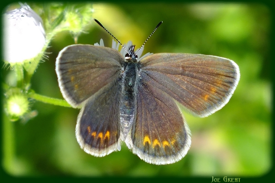 Plebejus