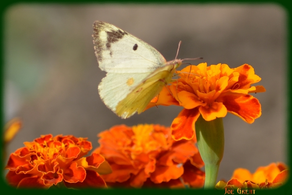 Colias hyale/alfacariensis