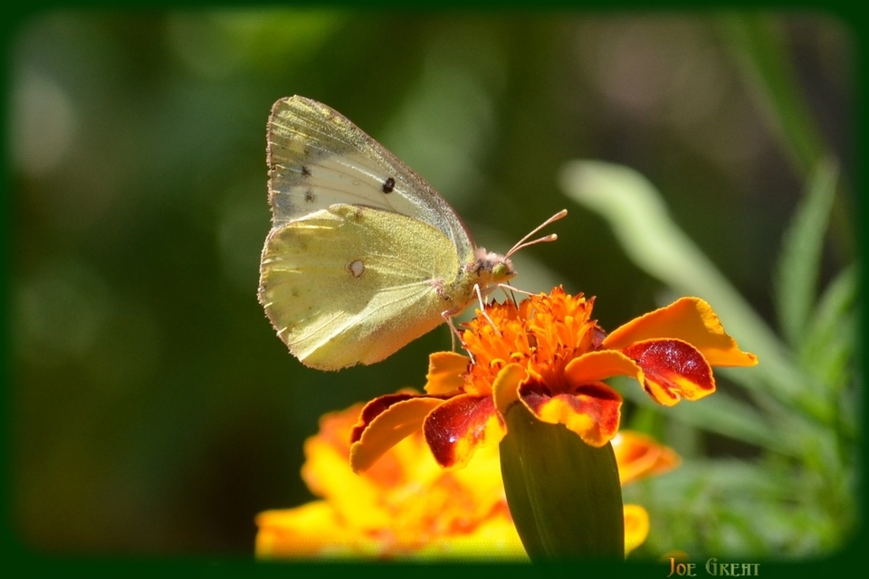 Colias