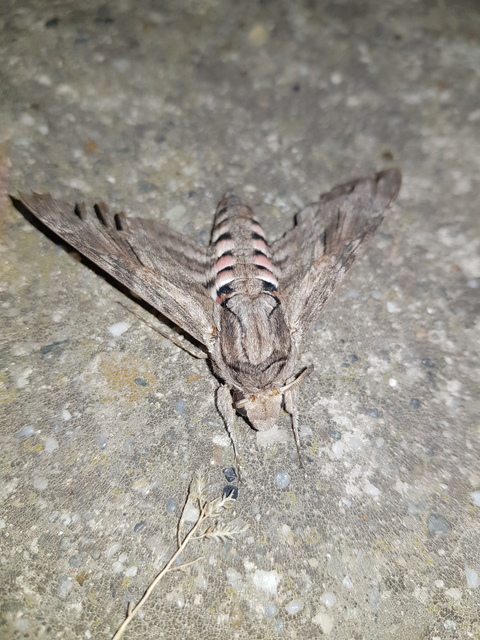 Agrius convolvuli - szulákszender